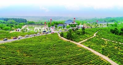 溧水区月牙湖绿色食品茶叶生产基地溧水和凤绿色优质农产品生产基地