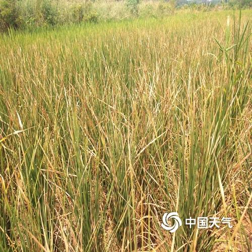 湖北随州广水遭遇旱情 土地龟裂农作物干枯-图片-中国天气网