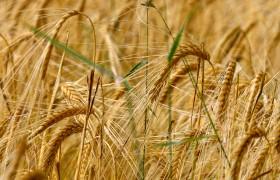 一片金黄的麦田图片麦田农作物小麦