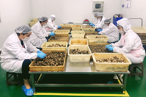 小蒜头撬动亿元大产业 江苏徐州全力打造出口食品质量安全示范区